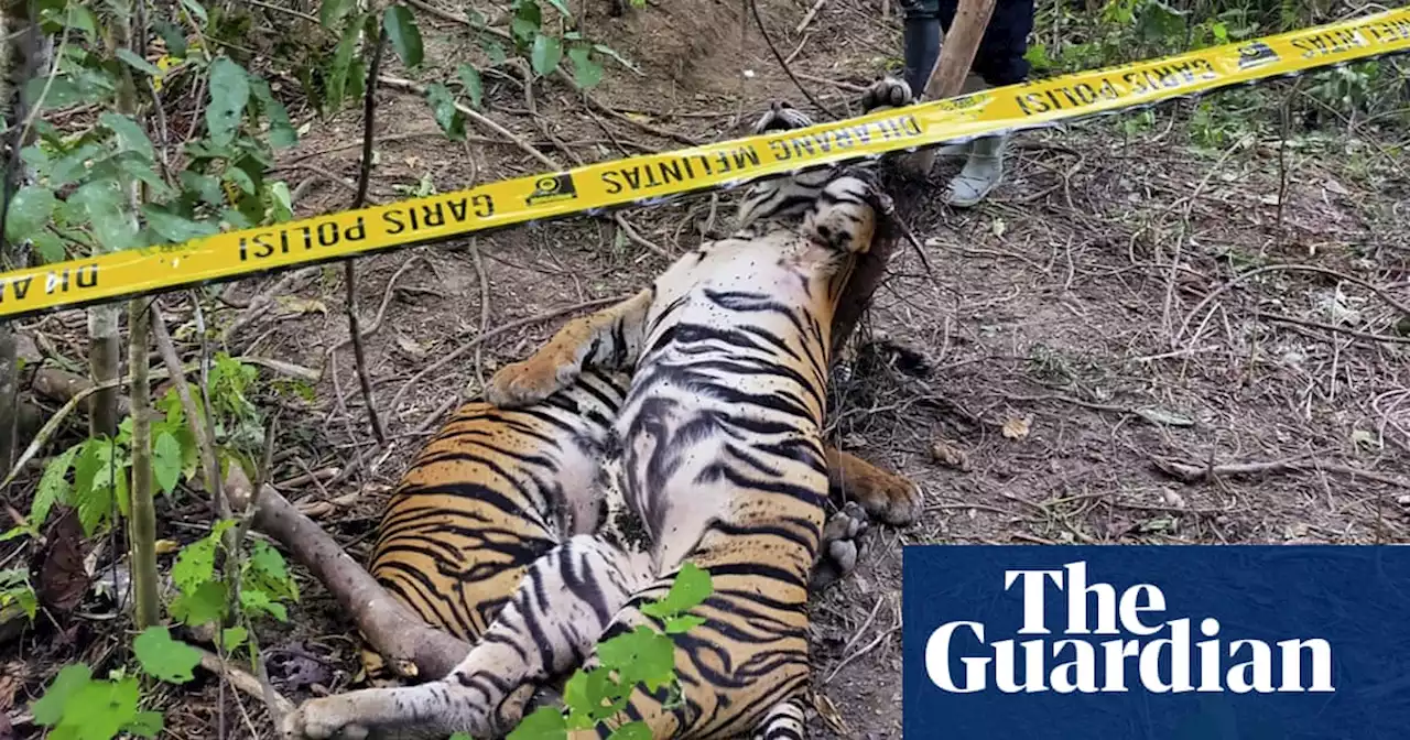 Three endangered Sumatran tigers found dead in traps in Indonesia