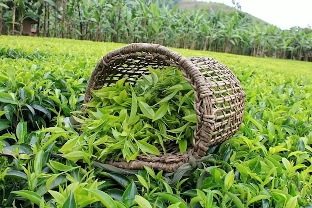 احتمال افزایش ۱۰ تا ۶۰ درصدی قیمت چای/ سرما برگ چای سبز را زد