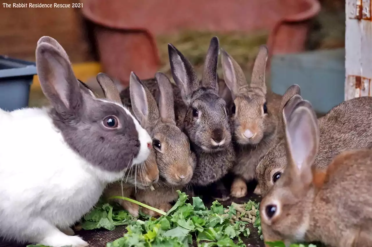 Bunnies looking for home of their own after one year at Royston rabbit rescue