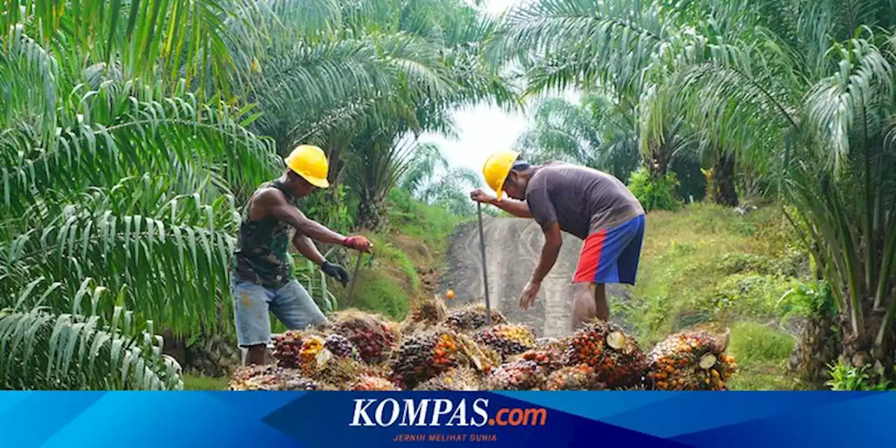 Dampak Pelarangaan Ekspor CPO dan Minyak Goreng, Apkasindo: Kami Petani Sawit Hancur Lebur