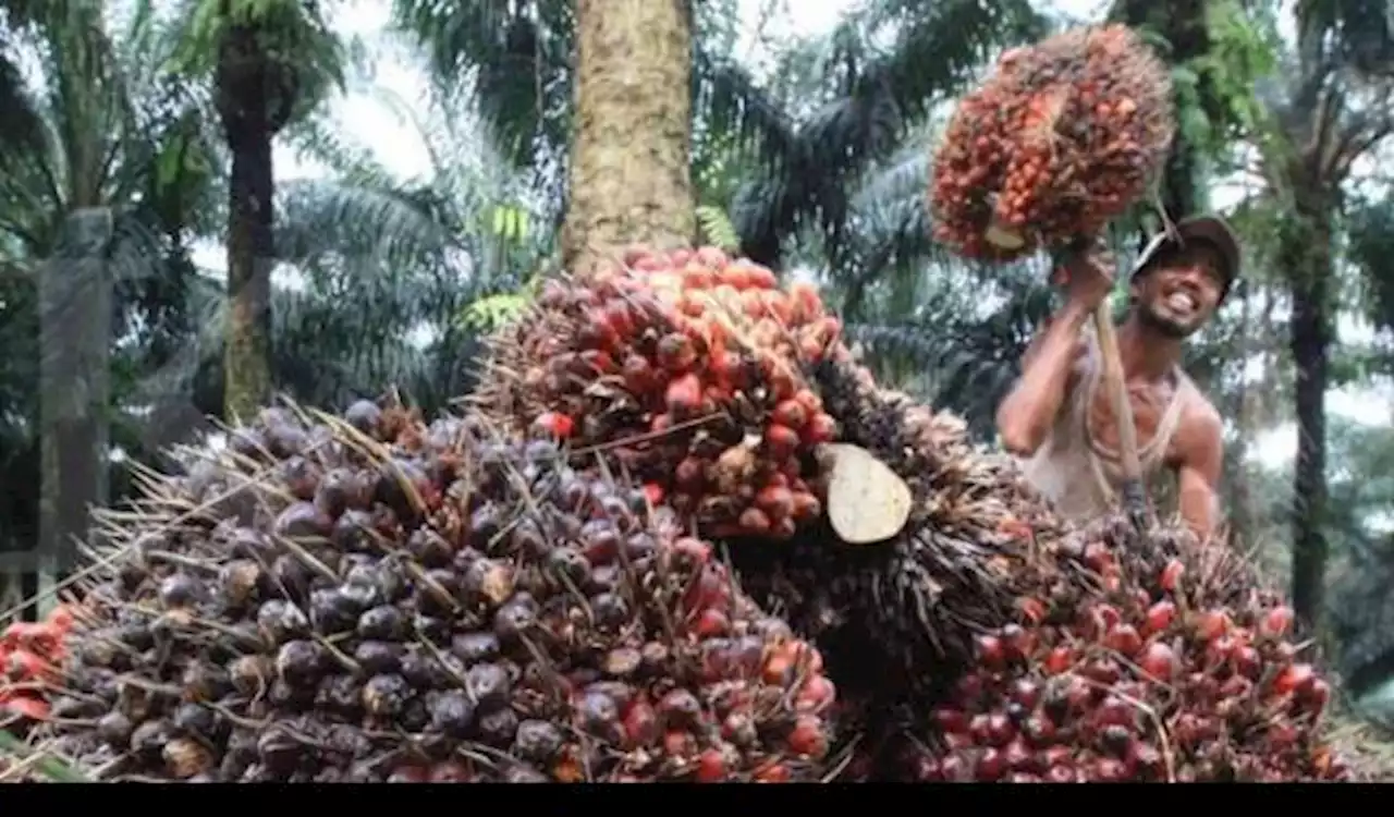 Harga Anjlok, Petani Biarkan Buah Sawit Siap Panen Membusuk di Pohon