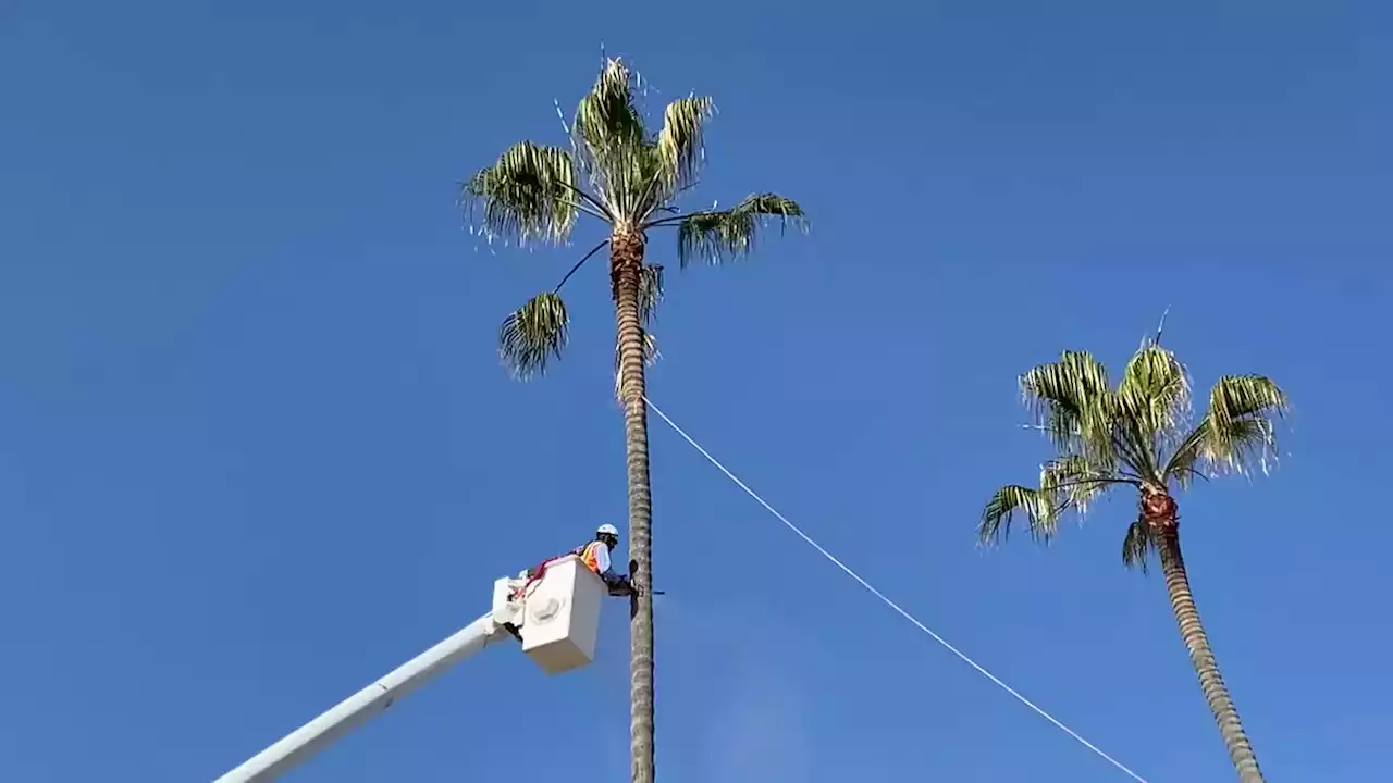 Residents outraged the City of San Diego cut down iconic Ocean Beach palm trees -