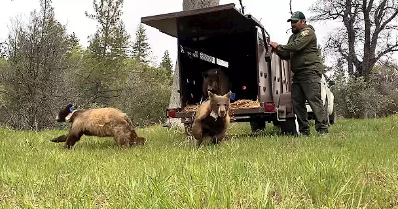 Four orphaned bear cubs found in California released back into the wild