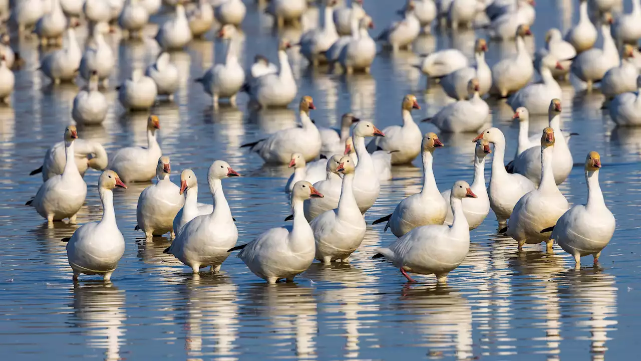 Les zones protégées sans impact sur la protection de la biodiversité, selon cette étude