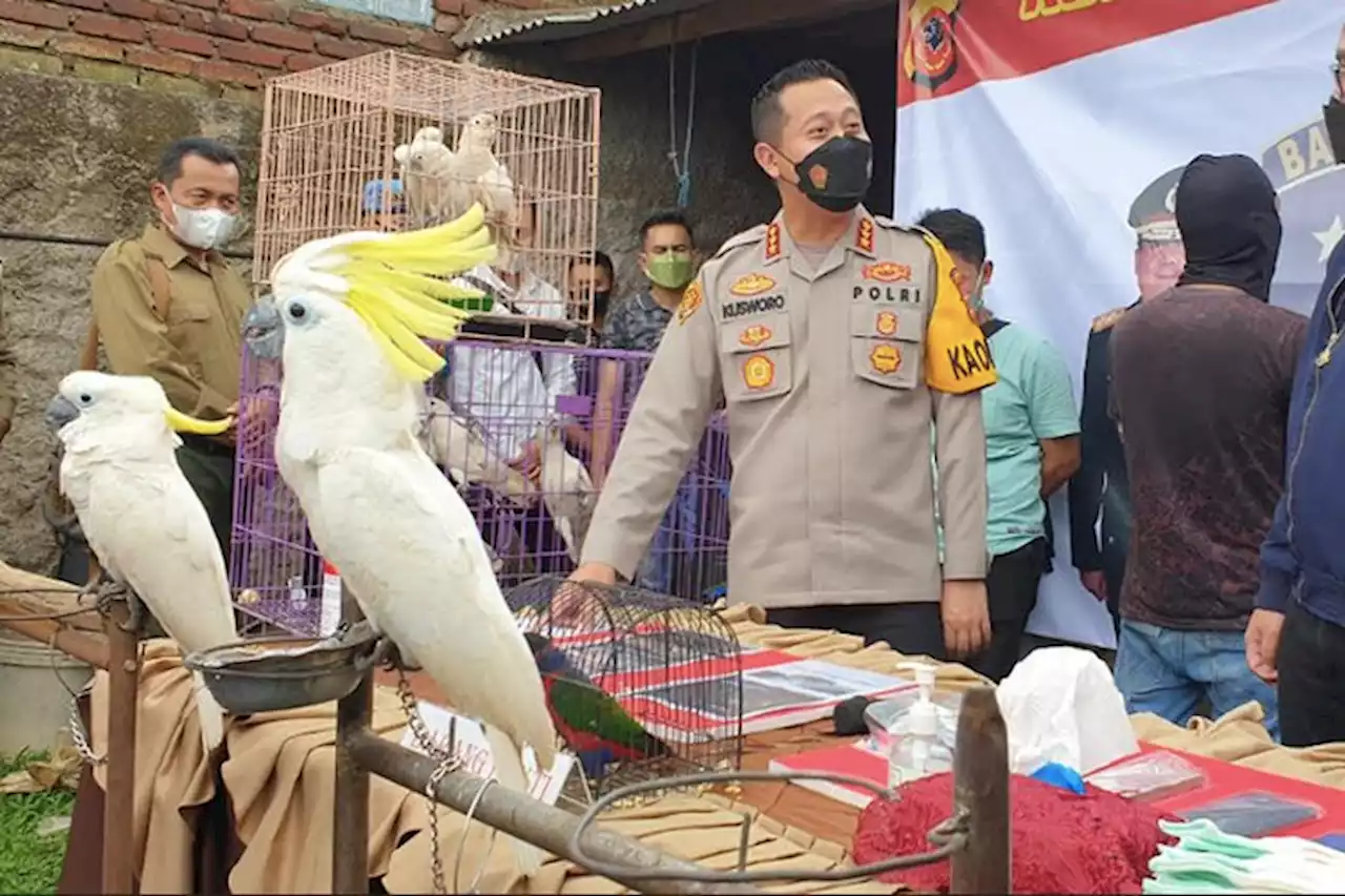 40 Burung Dilundungi Selamat dari Perdaganan Gelap, Ada Kakaktua Tanimbar dan Nuri Bayan - Pikiran-Rakyat.com