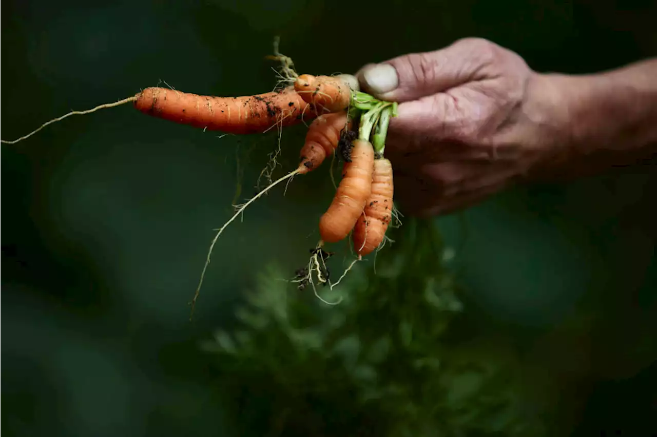 The Critical Role of Food in the Future of Work