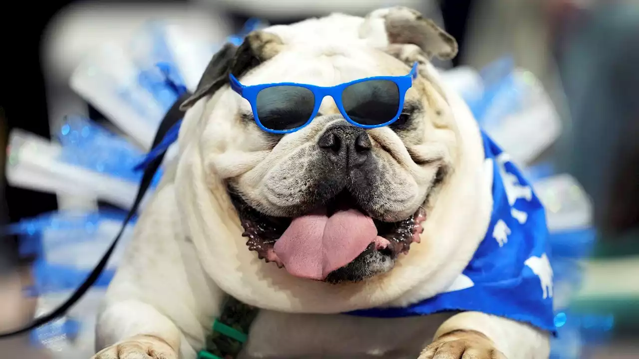 20 pictures of beautiful bulldogs showcased at annual Iowa pageant