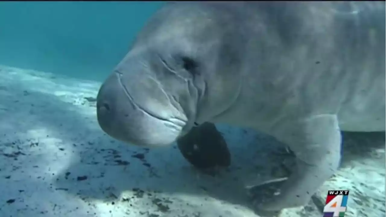 Grim milestone: More than 500 Florida manatee deaths recorded so far in 2022