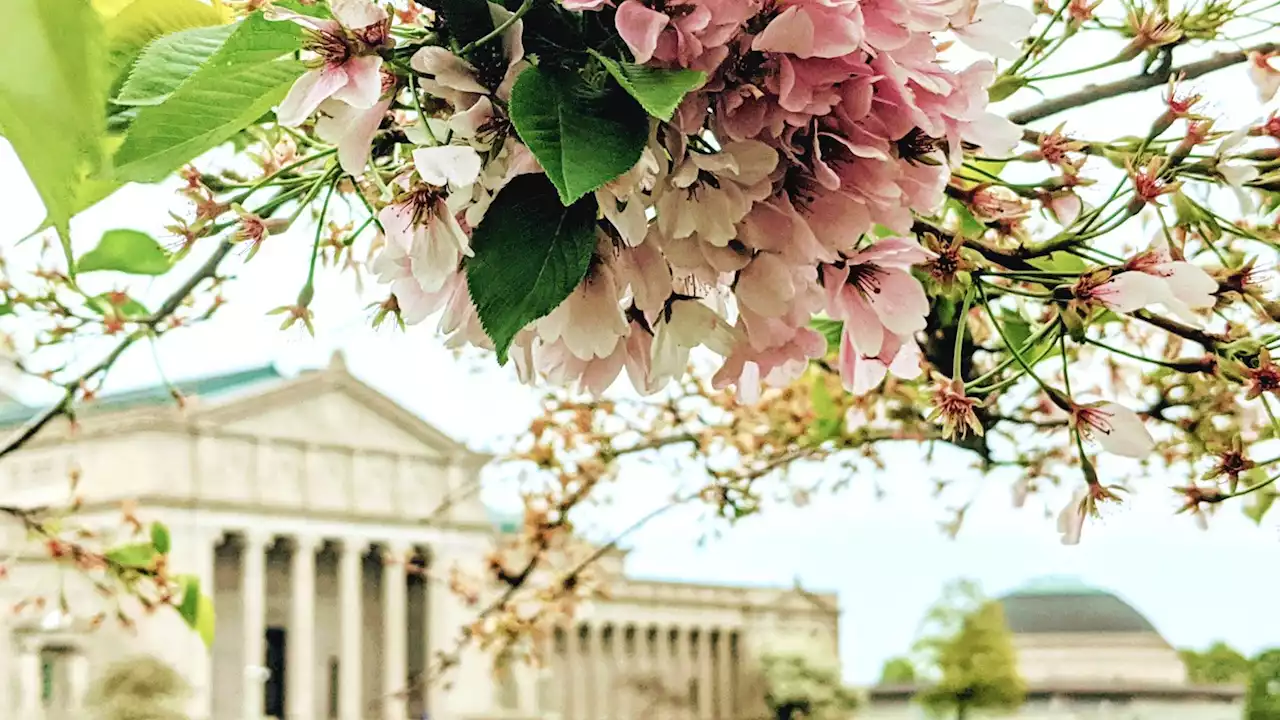 Cherry Trees Reaching Peak Bloom in Jackson Park