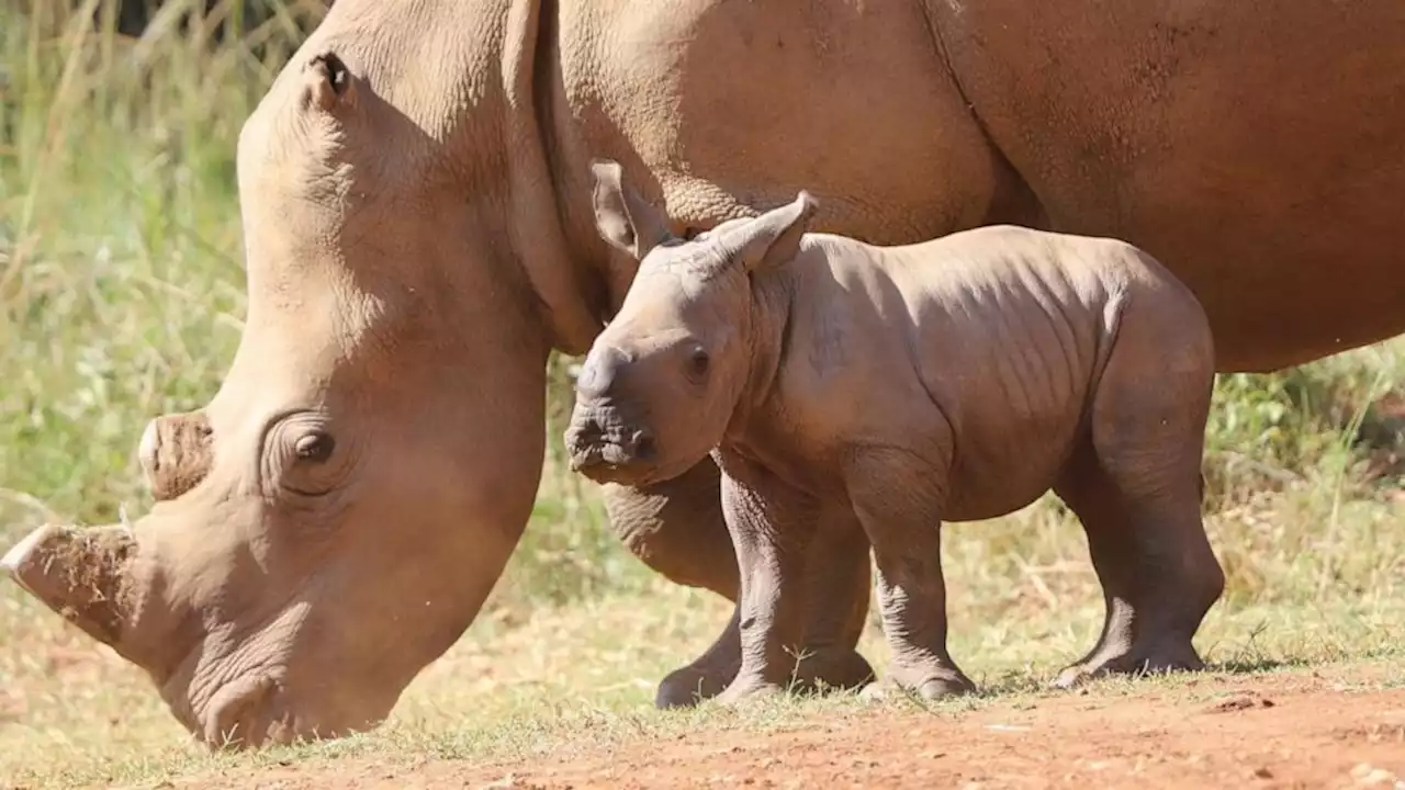 With species under threat, orphaned rhinos in South Africa have baby for 1st time