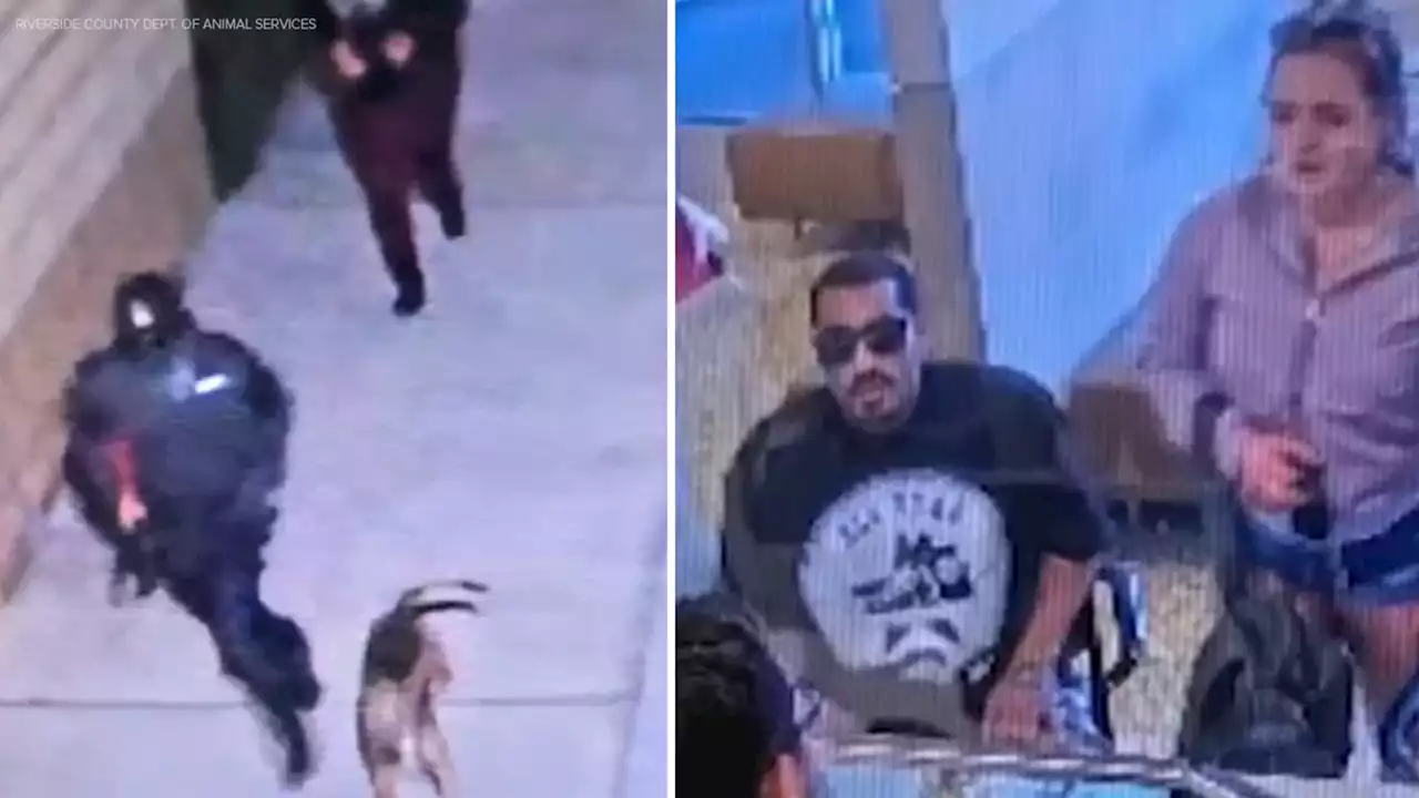 Video shows suspected dog owner breaking into Jurupa shelter, stealing 3 impounded dogs