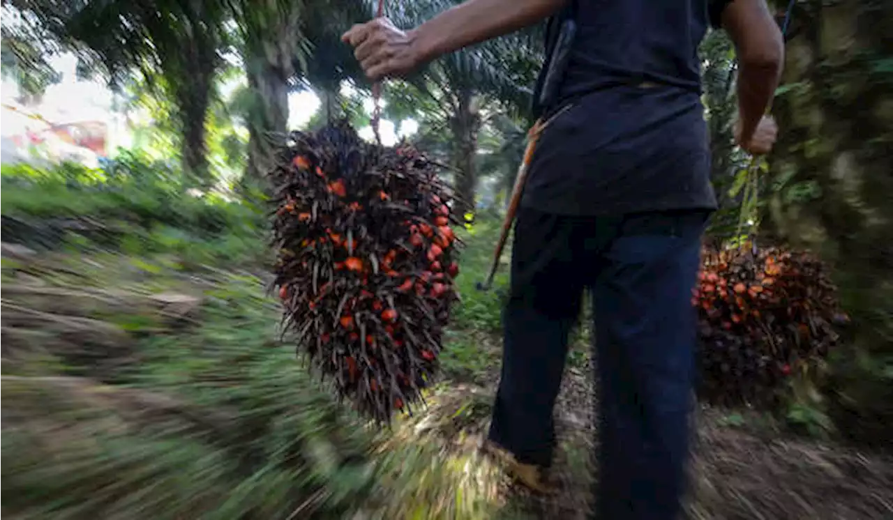 Jokowi Minta Kesadaran Industri Sawit Cukupi Kebutuhan Dalam Negeri