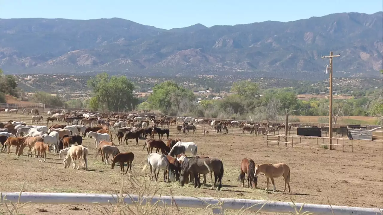 Wild Horses In Colorado Dying At Alarming Rate: 'More Horses Could Die'