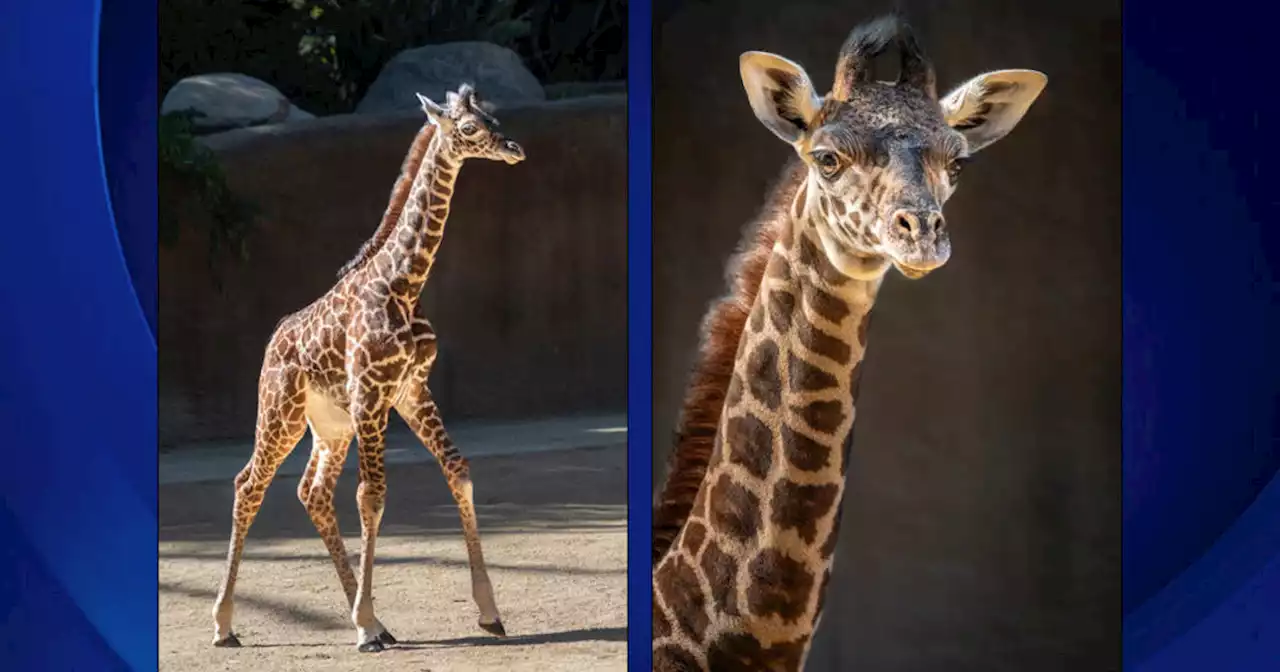 It's a big baby boy! 6-foot-7 Masai giraffe is tallest born at Los Angeles Zoo