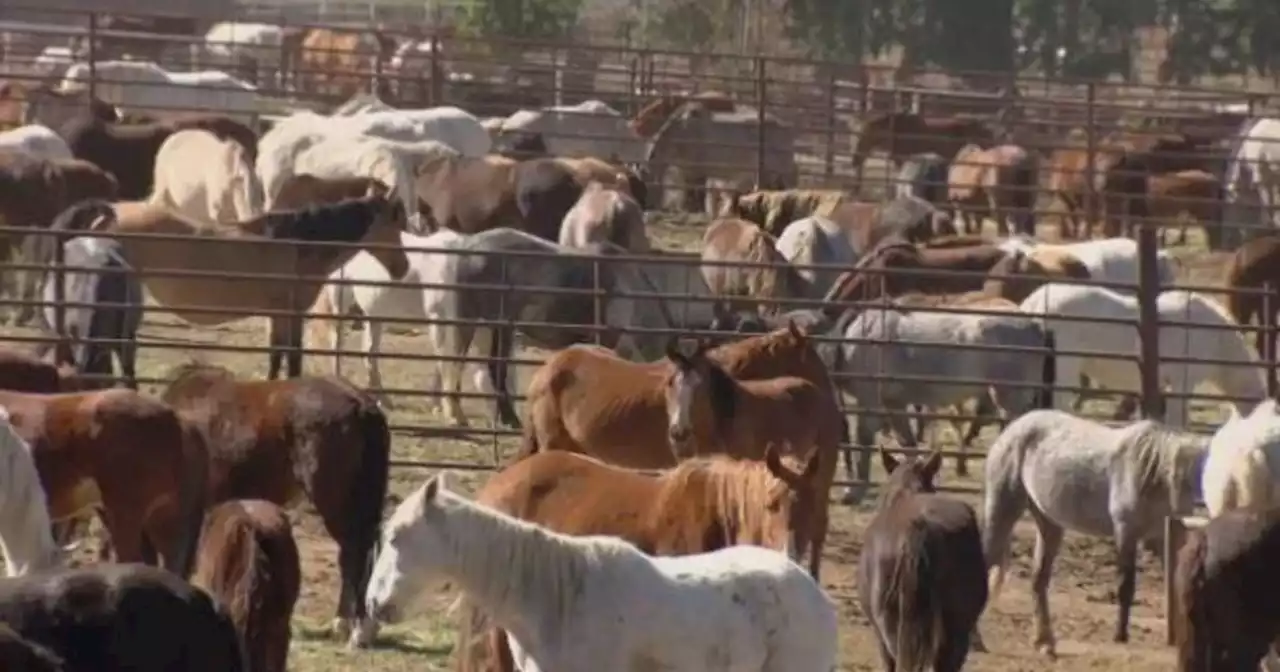 Mysterious disease kills 67 horses in just days at federal facility in Colorado: 'What on earth is going on'