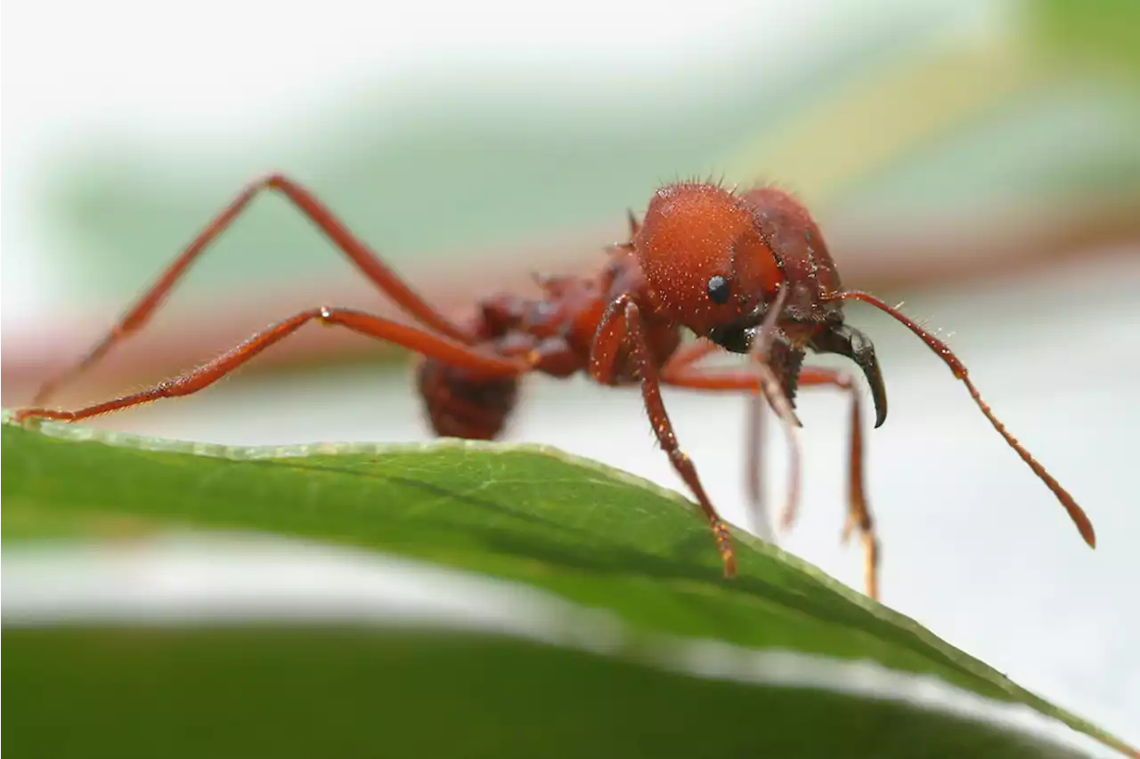 The Secret Behind Ants' Super-Strong Teeth