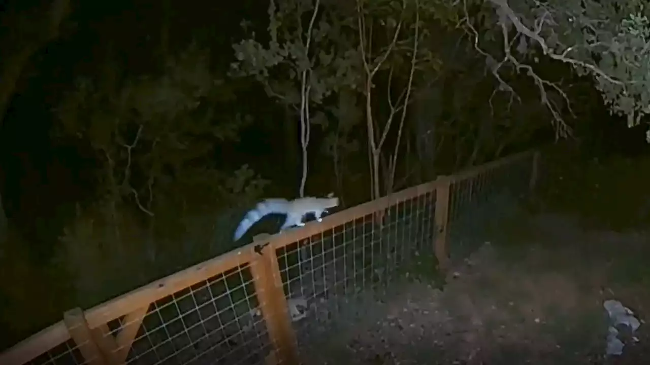 Video captures mysterious animal in Austin backyard