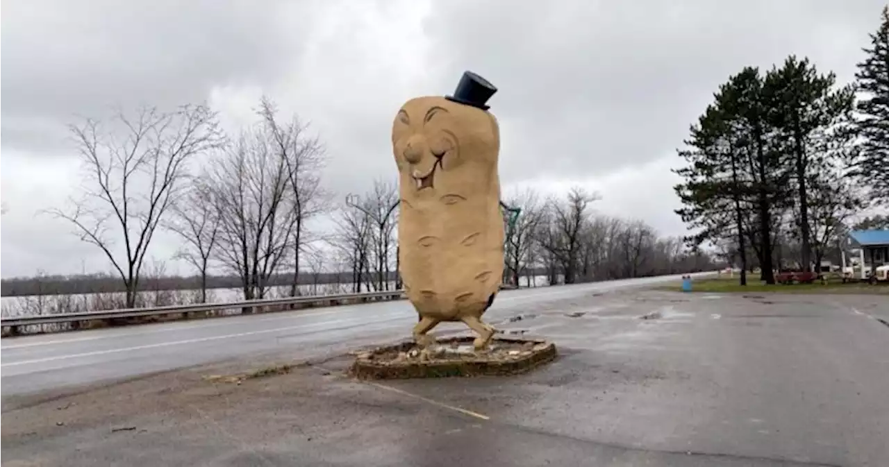 Thousands raised for N.B. roadside potato man statue in need of many fixings - New Brunswick | Globalnews.ca