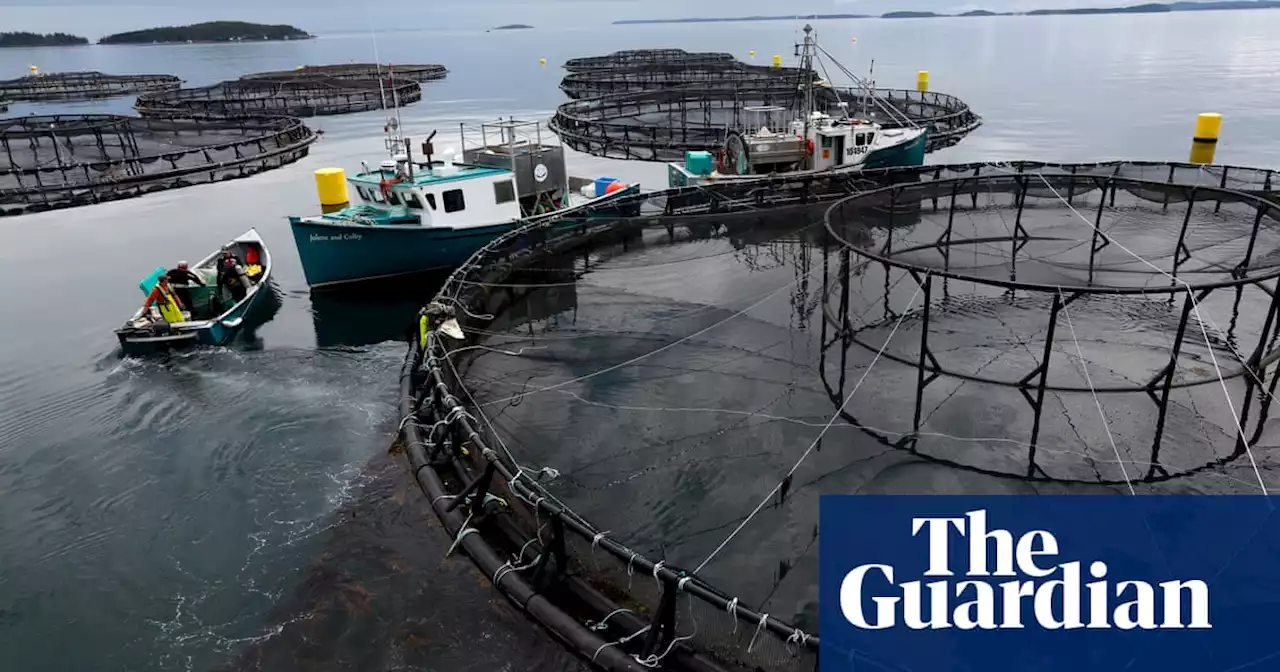 Canada’s attempt to phase out open-pen salmon farms faces setback