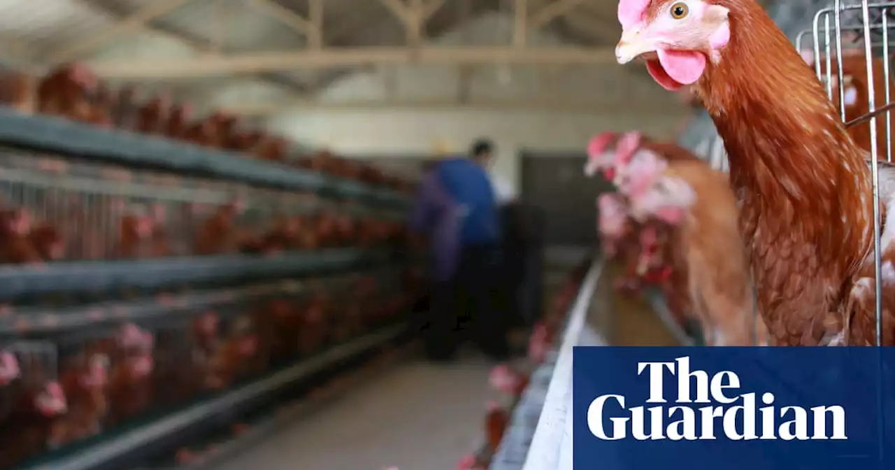 China detects first human case of H3N8 bird flu strain