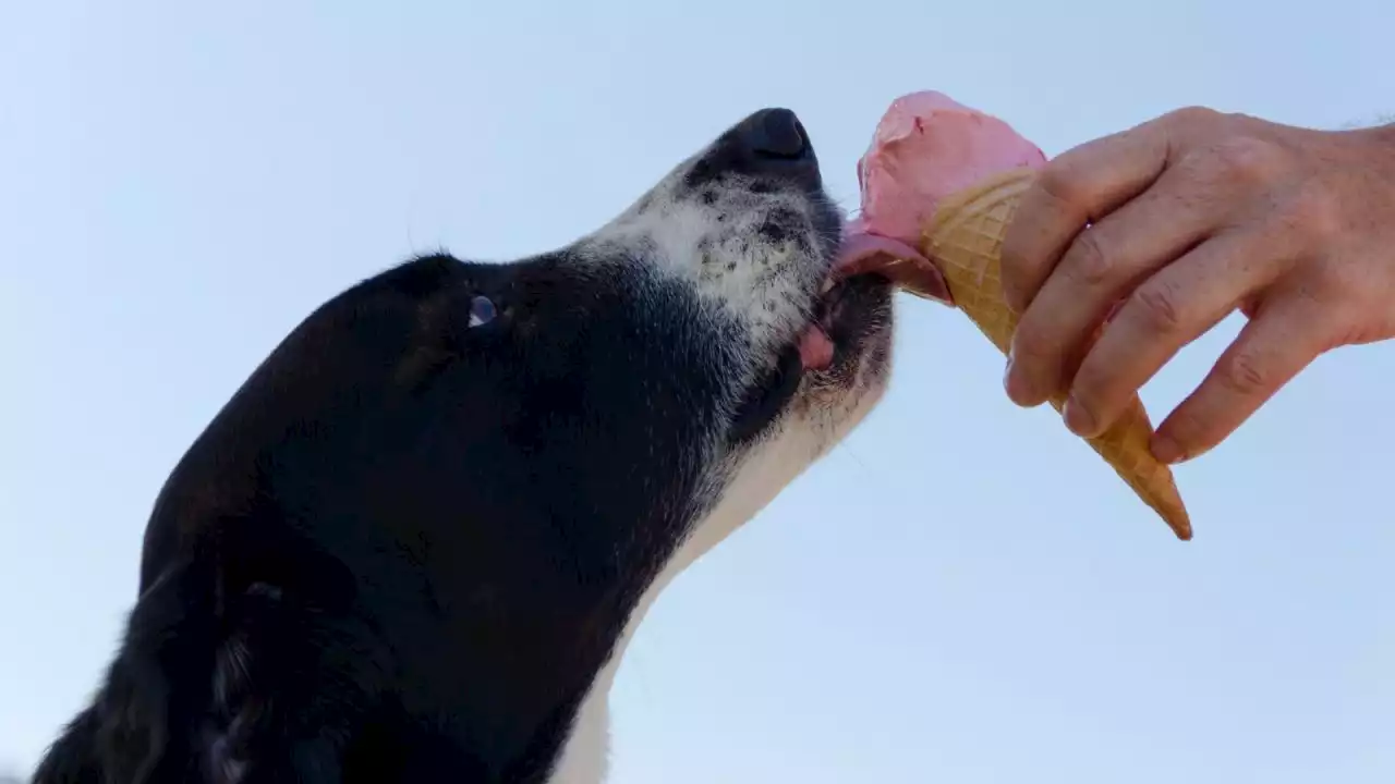 5 alimentos que puedes compartir con tu perro y cuidar de su salud