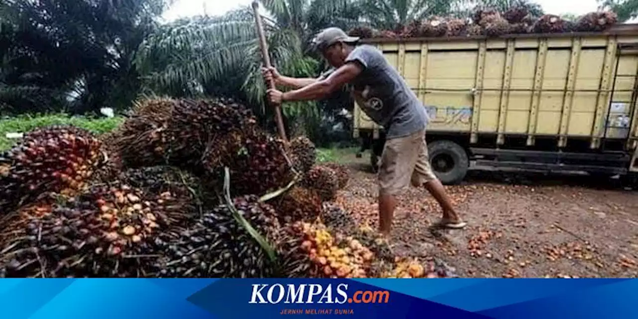 Banyak Pelaku Usaha Beli TBS Kelapa Sawit di Bawah Harga Standar, Petani Tandan Merugi