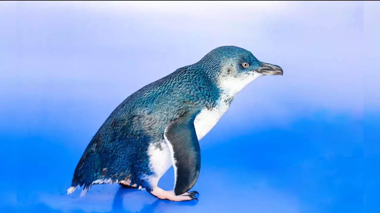 Head out to the Birch Aquarium for a chance to name a penguin -