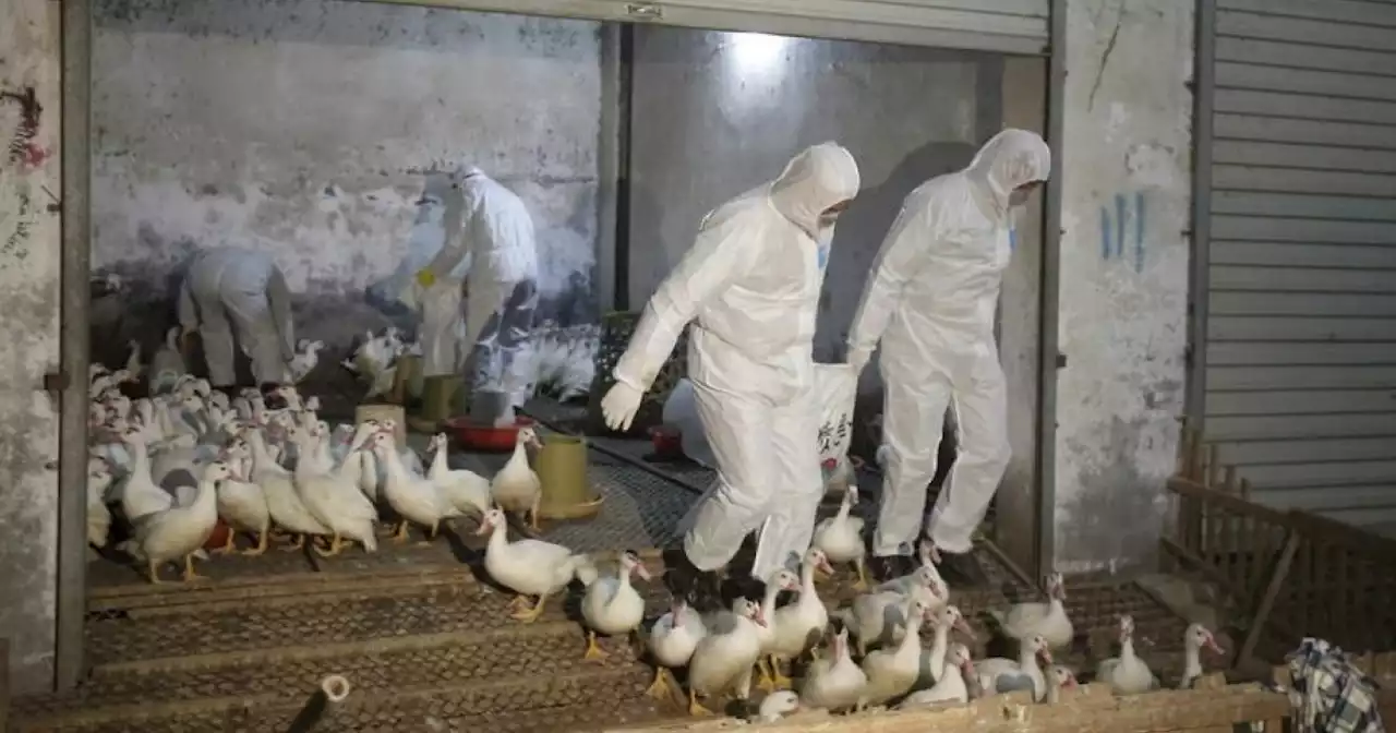 China reports first human case of H3N8 bird flu | Malay Mail