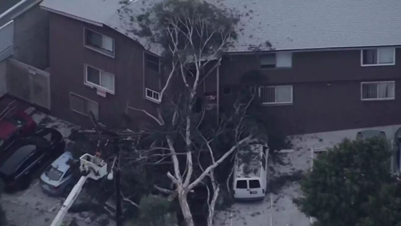 Tree Falls on Power Lines, Cars and Apartment Building in Hollywood Hills