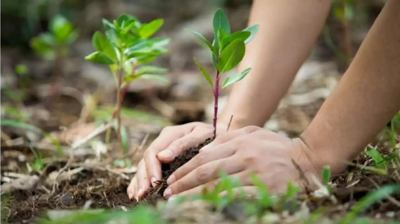 Cinco ideas para salvar al planeta