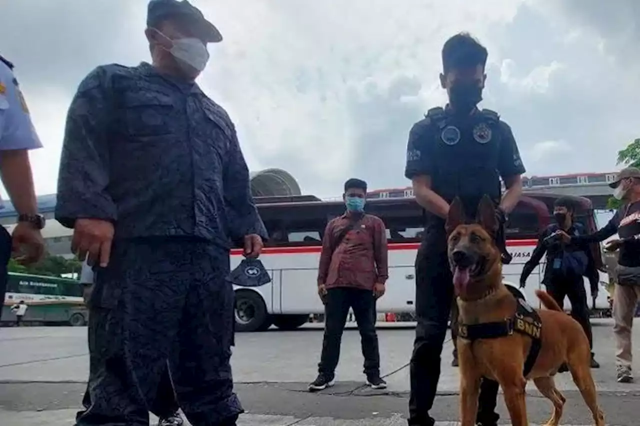 Lewat Terminal Kampun Rambutan, Siap-Siap Barang Bawaan Diendus Anjing K9 BNN - Pikiran-Rakyat.com