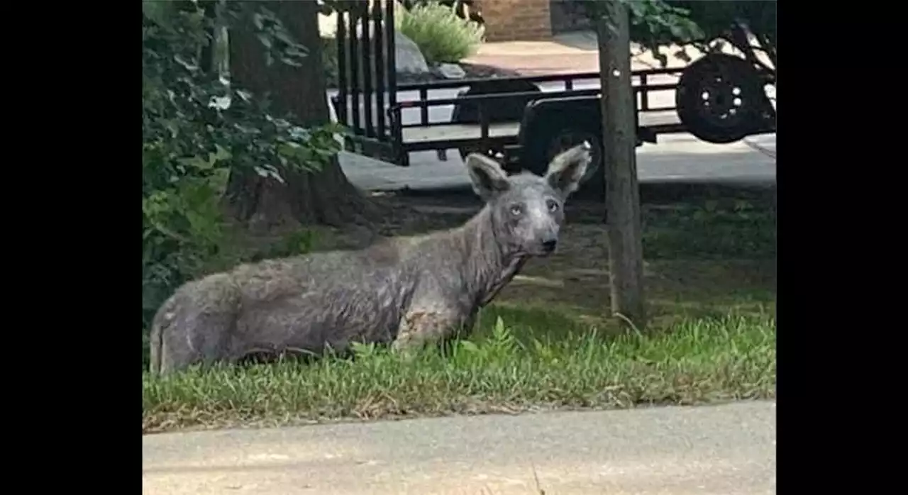 Mysterious Creature in Tampa Finally Identified By Zoo Spokesperson