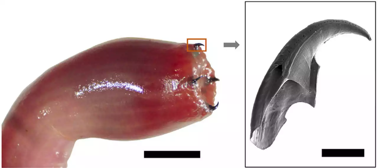 The copper jaws of venomous bloodworms could be a win for sustainable manufacturing