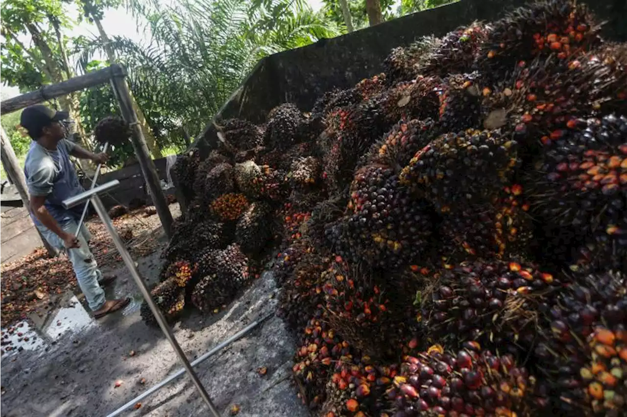 Jokowi Sadari Ironi RI Produsen Sawit Terbesar Tapi Minyak Goreng di Dalam Negeri Langka |Republika Online