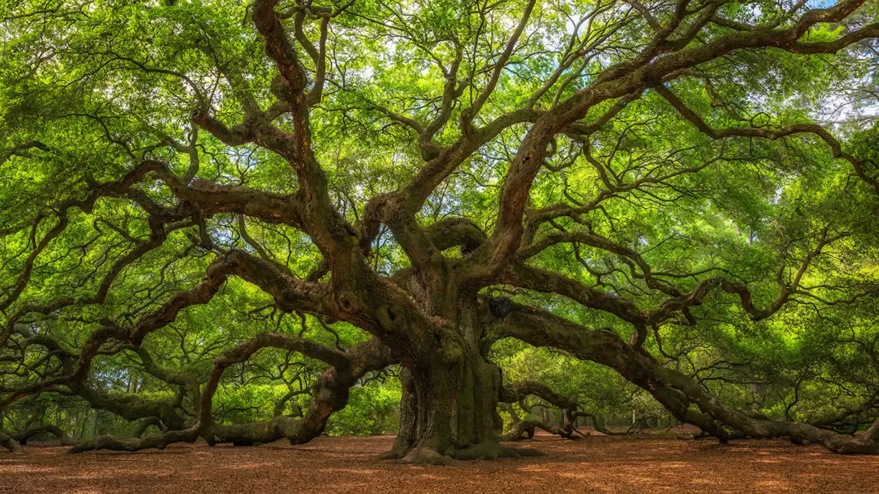 Leonardo da Vinci’s rule for how trees branch was close, but wrong