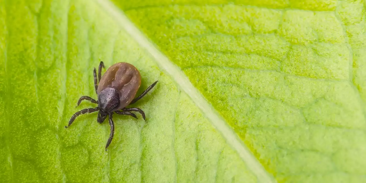 A Person in Maine Has Died From a Rare Tick-Borne Illness That Can Affect the Brain