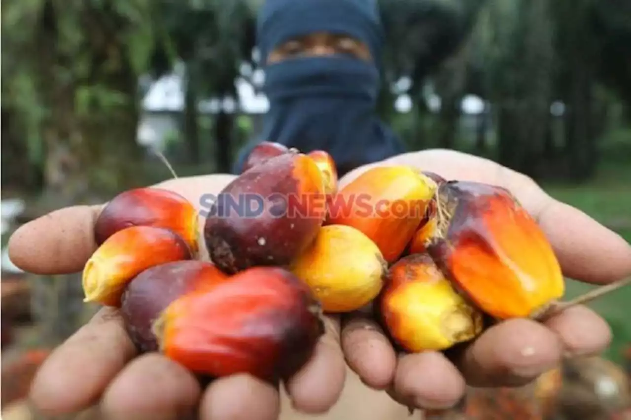 Harga TBS Terjun Bebas, Petani Sawit di Riau Menjerit