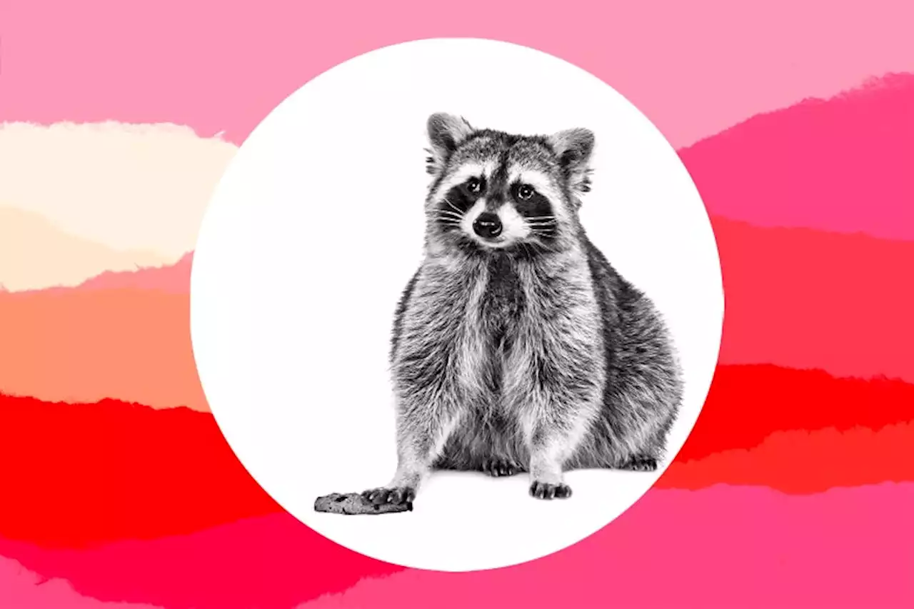 Dear Care and Feeding: My 4-Year-Old Is Behaving Like a Raccoon