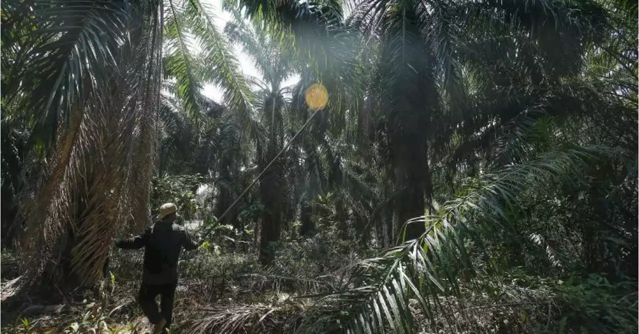 Le prix de l’huile de palme bondit de 10% avant l’arrêt des exportations par l’Indonésie