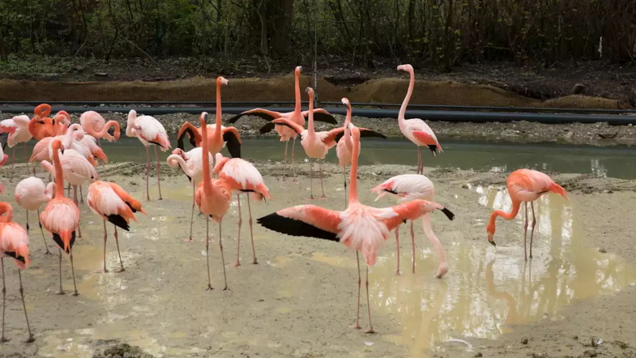 München: Flamingos im Tierpark Hellabrunn bekommen ein neues Gehege