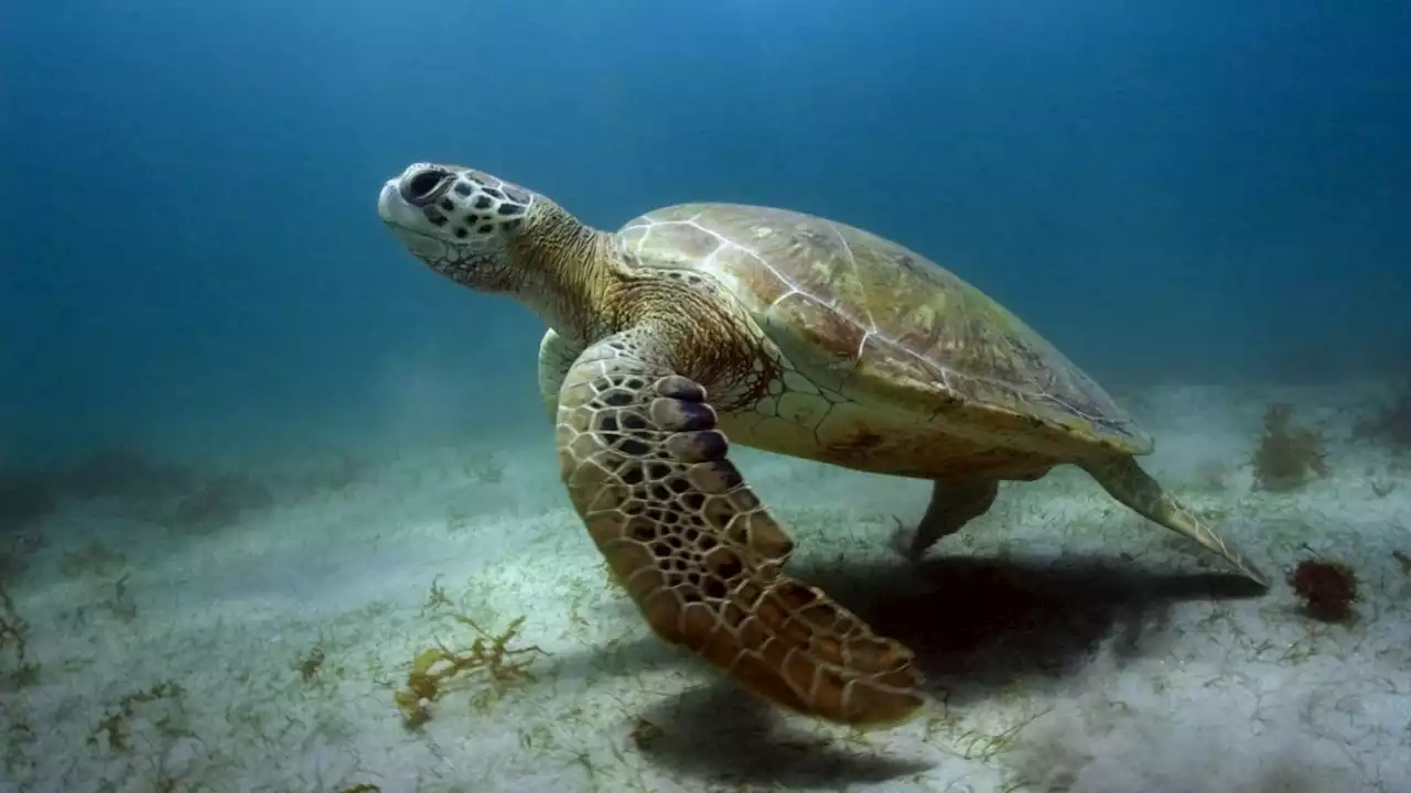 Jedes fünfte Reptil ist vom Aussterben bedroht