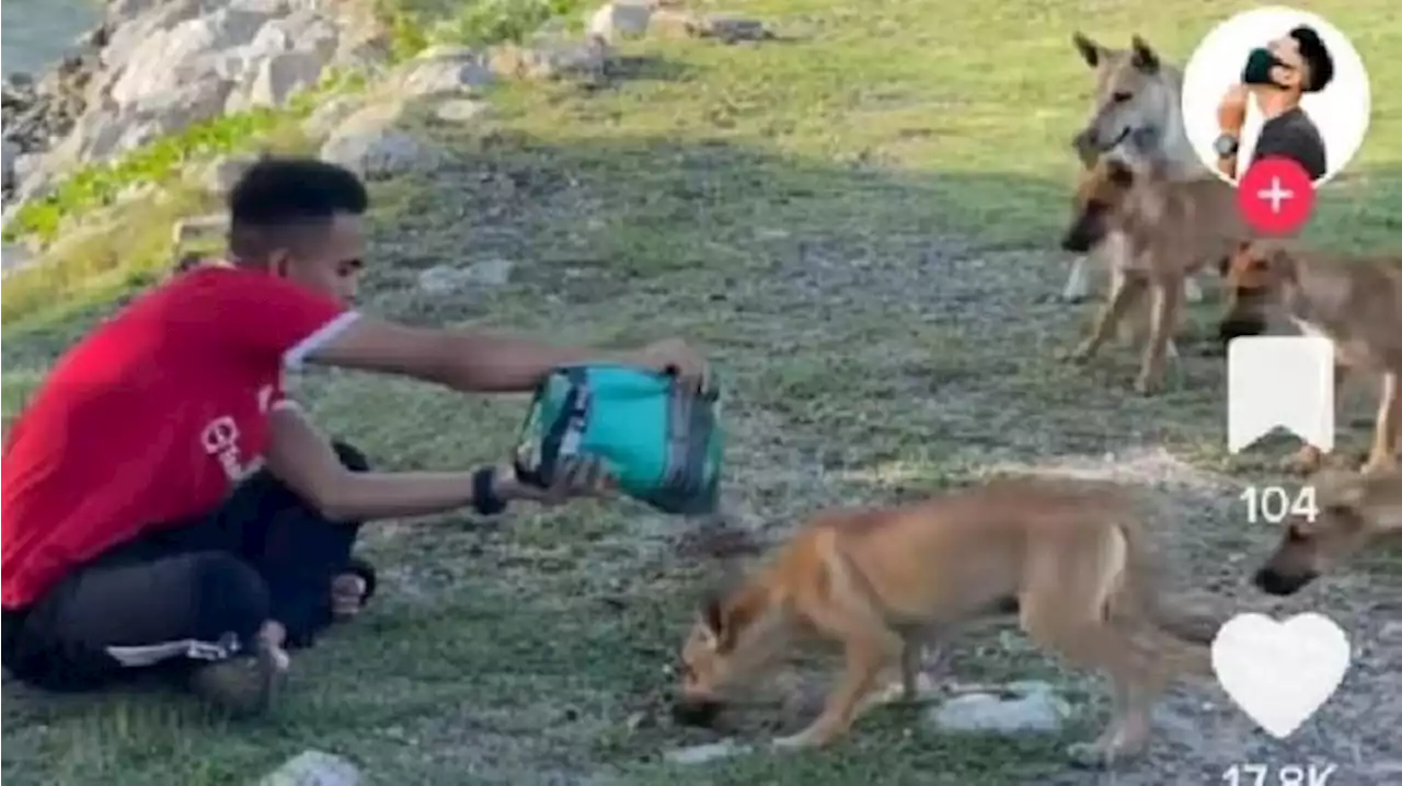 Kisah Pemuda Malaysia Hobi Kasih Makan Anjing Liar Selama Ramadan