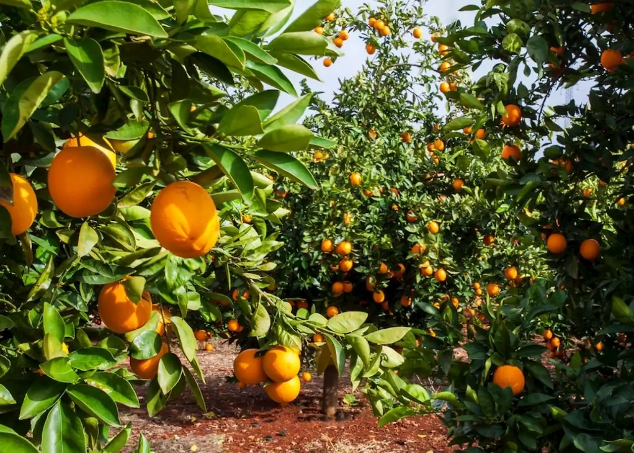 An unap’peeling’ situation: New regulations could impact citrus exports