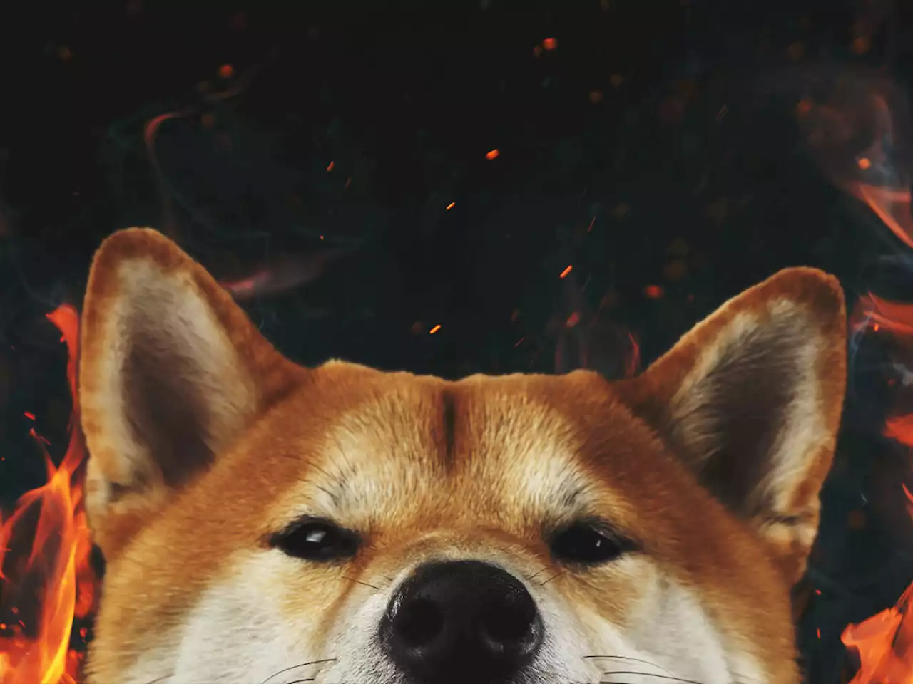 Welly to Join Shiba Inu Burning Bandwagon