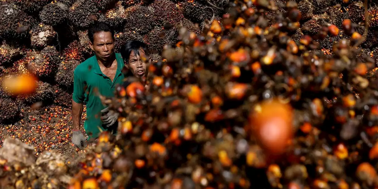 Indonesia, World’s Largest Palm-Oil Producer, Bans Exports of Ubiquitous Commodity