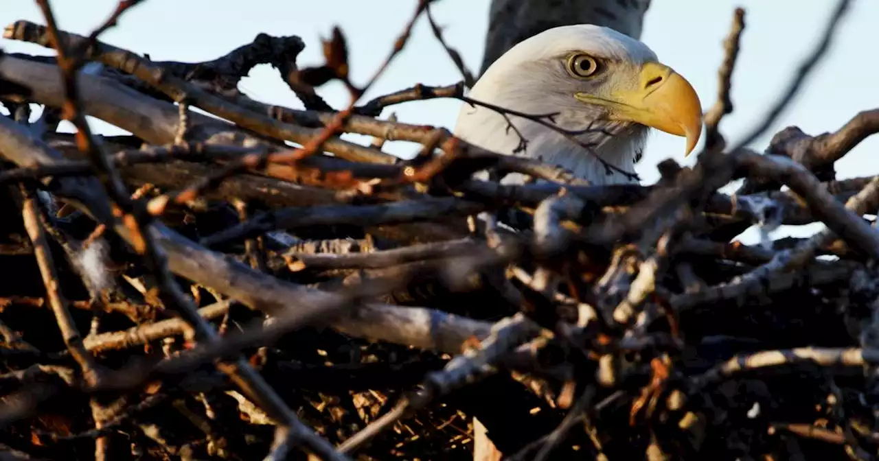 Alaska wild bird advocates and chicken owners wary as avian flu outbreak sweeps through Lower 48