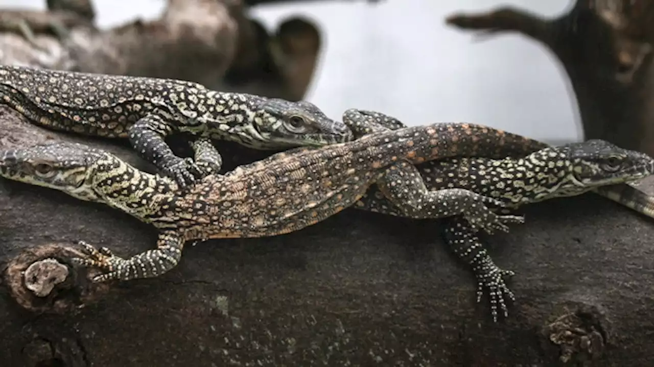 Dos de cada diez reptiles se encuentran en 'peligro de extinción'