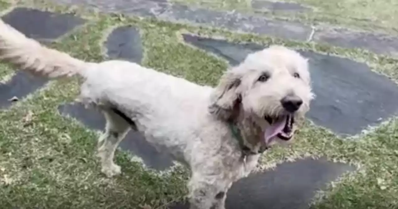 Dog with three legs battling cancer rescues otter from river