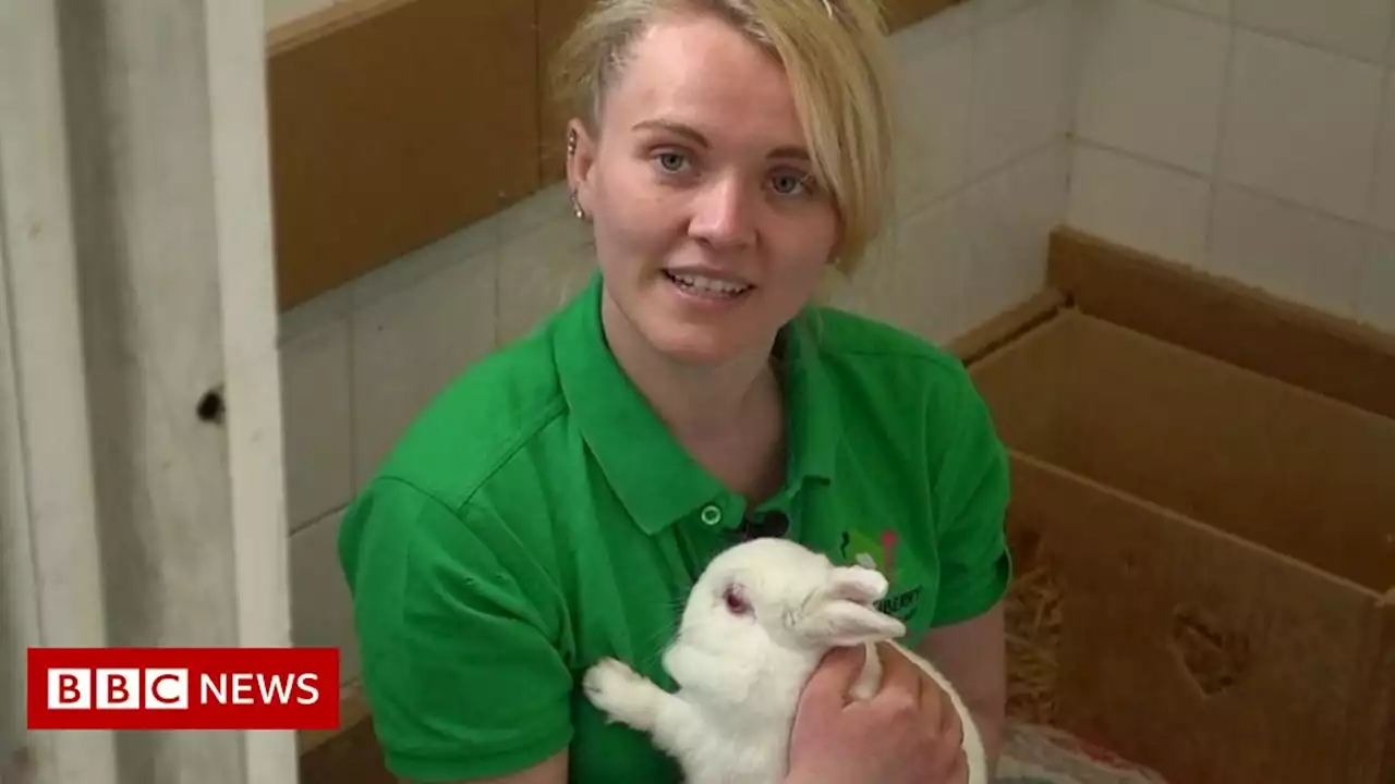 Owners 'giving up pets' as cost of living rises