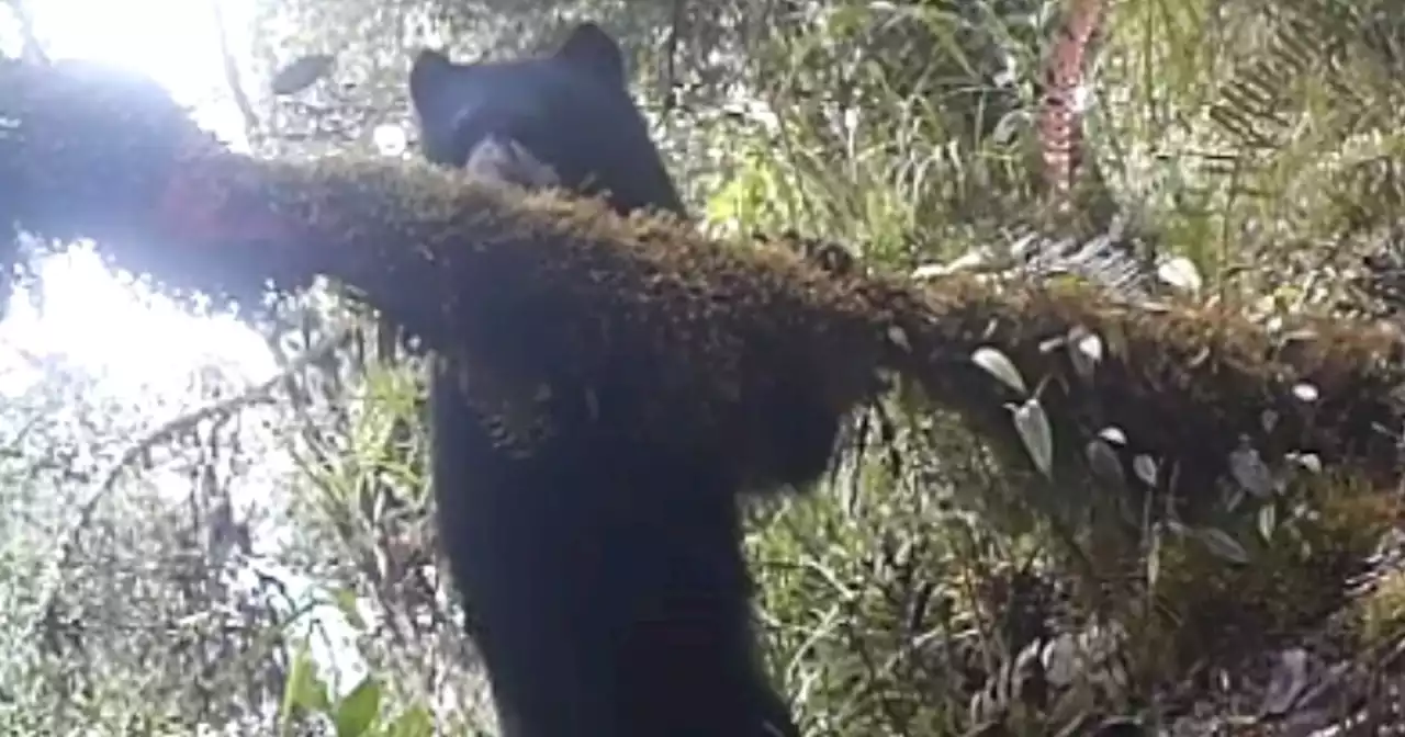 Video: un nuevo avistamiento de oso de anteojos se registró en Boyacá